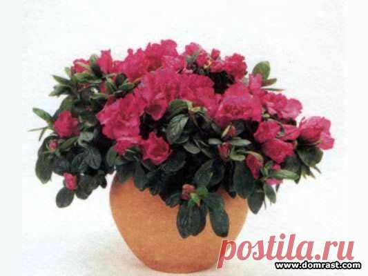 Азалия, Рододендрон, Альпийская роза (Rhododendron)