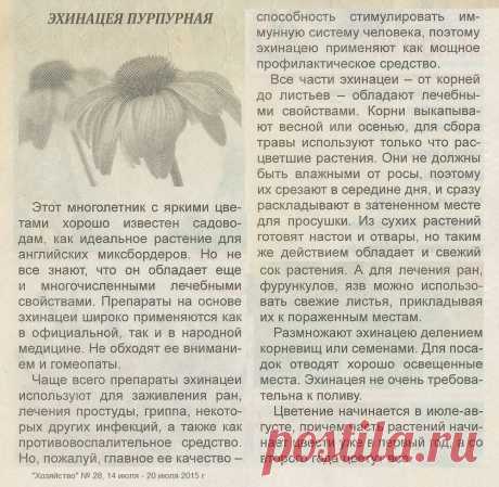 Эхинацея пурпурная