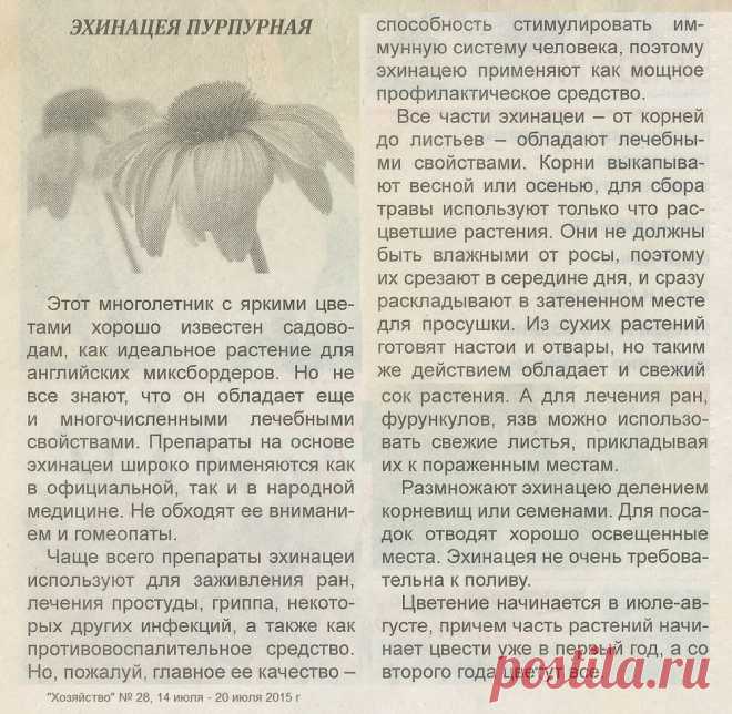 Эхинацея пурпурная