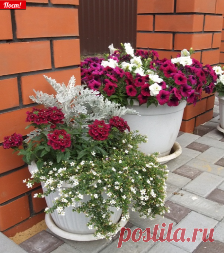 Вербена | Страница 26 | Форум - FORUMHOUSE