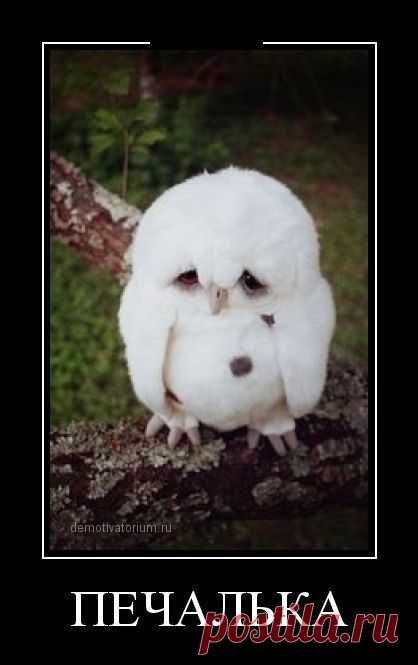 Жалкая такая