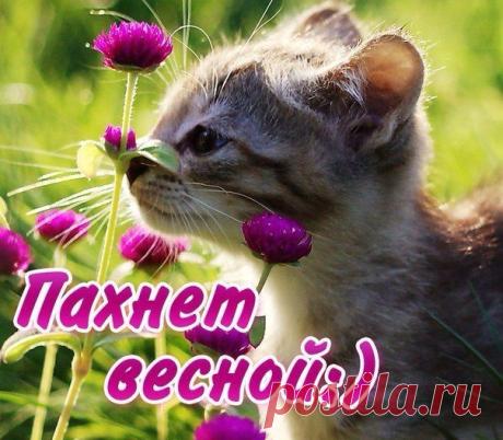 Вы слыхали как орут коты?