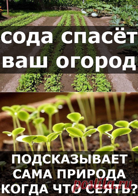 Сода спасёт ваш огород.