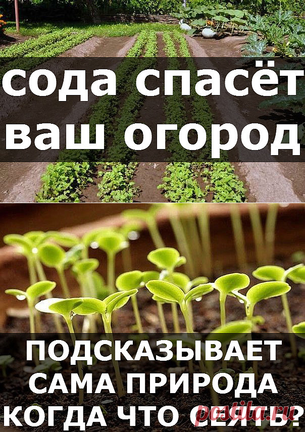 Сода спасёт ваш огород.