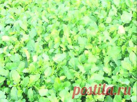 Выращивание рапса как сидерата.