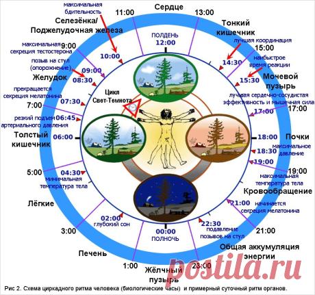 Часы работы нашего организма