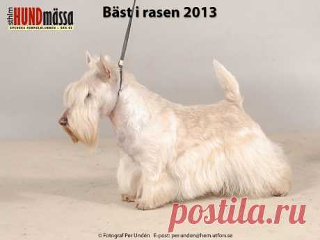 SKOTSK TERRIER Domare: MOLIN ANN-CHRISTIN  SO WHAT DURUM  Ägare: PETTERSSON CINDY, SÖDERTÄLJE Uppfödare: PETTERSSON CINDY, SÖDERTÄLJE