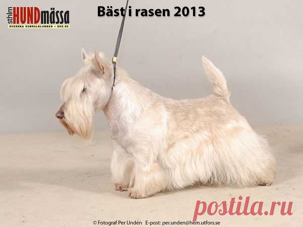 SKOTSK TERRIER Domare: MOLIN ANN-CHRISTIN  SO WHAT DURUM  Ägare: PETTERSSON CINDY, SÖDERTÄLJE Uppfödare: PETTERSSON CINDY, SÖDERTÄLJE