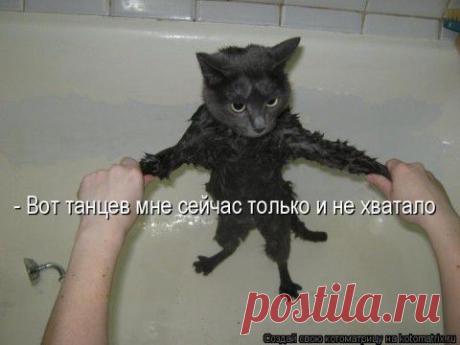 Лучшая котоматрица недели!)))