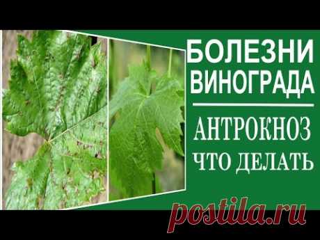 Болезни винограда. Антракноз. Срочные меры борьбы.