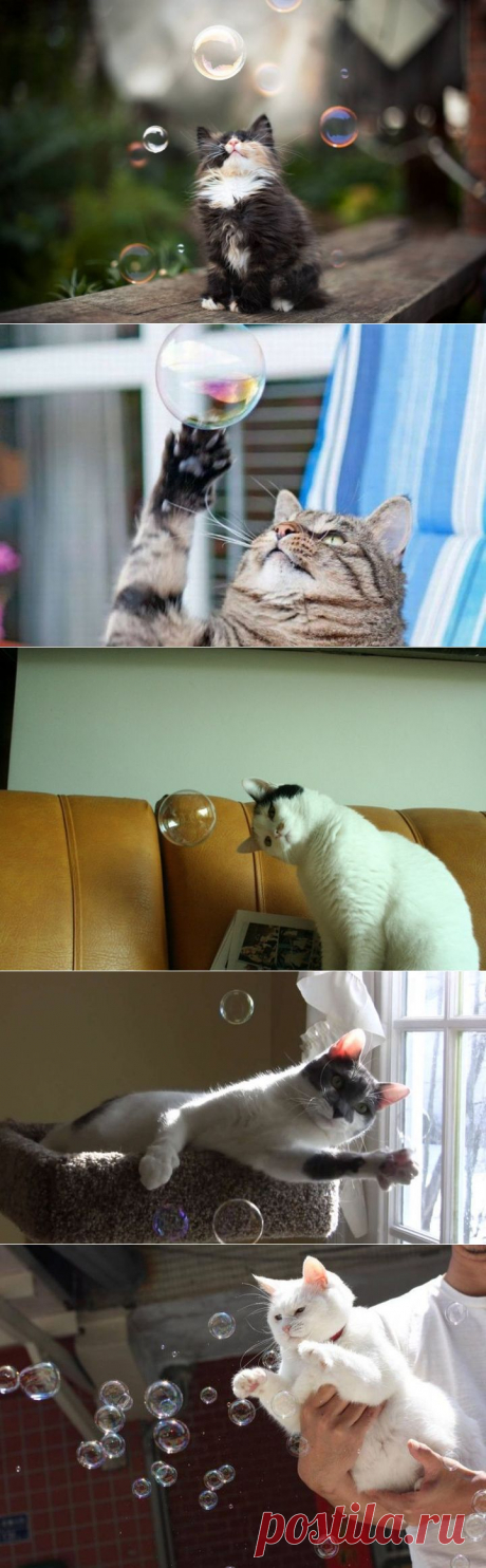 Коту для счастья нужно мало)