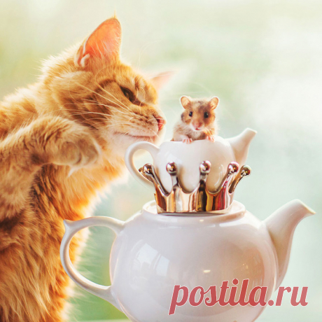 Русский кот стал звездой Интернета: самый милый флегматик!