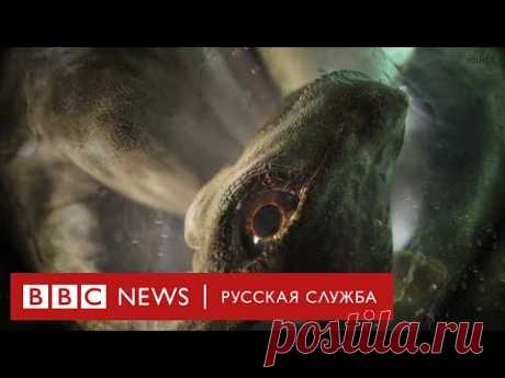 Аттенборо и самый большой динозавр на Земле | Документальный фильм Би-би-си