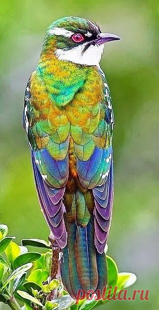 cvece-priroda.tumblr.com/post/101279683894/our-amazing-world-diderick-cuckoo-amazing-world