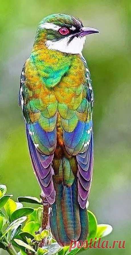 cvece-priroda.tumblr.com/post/101279683894/our-amazing-world-diderick-cuckoo-amazing-world