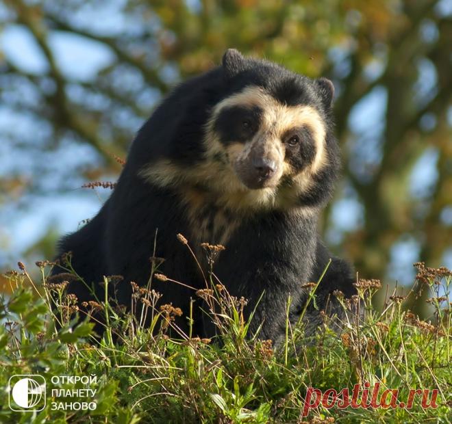 Очковый медведь - Путешествуем вместе