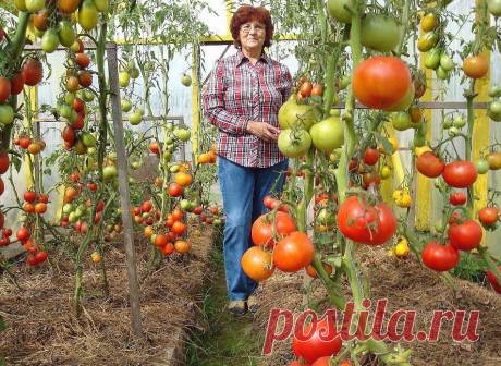 КАК ПОДКАРМЛИВАТЬ ТОМАТЫ И НЕ ПЕРЕКОРМИТЬ! 

источник Home Garden|Сад, огород, дача
 

 







КАК ПОДКАРМЛИВАТЬ ТОМАТЫ И НЕ ПЕРЕКОРМИТЬ!Первую подкормку томатов, высаженных в открытый грунт, лучше всего провести в конце мая или первой декаде…