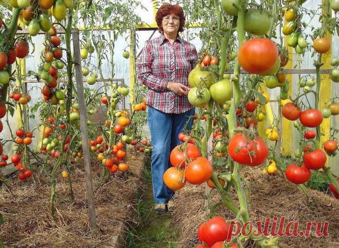 КАК ПОДКАРМЛИВАТЬ ТОМАТЫ И НЕ ПЕРЕКОРМИТЬ! 

источник Home Garden|Сад, огород, дача
 

 







КАК ПОДКАРМЛИВАТЬ ТОМАТЫ И НЕ ПЕРЕКОРМИТЬ!Первую подкормку томатов, высаженных в открытый грунт, лучше всего провести в конце мая или первой декаде…