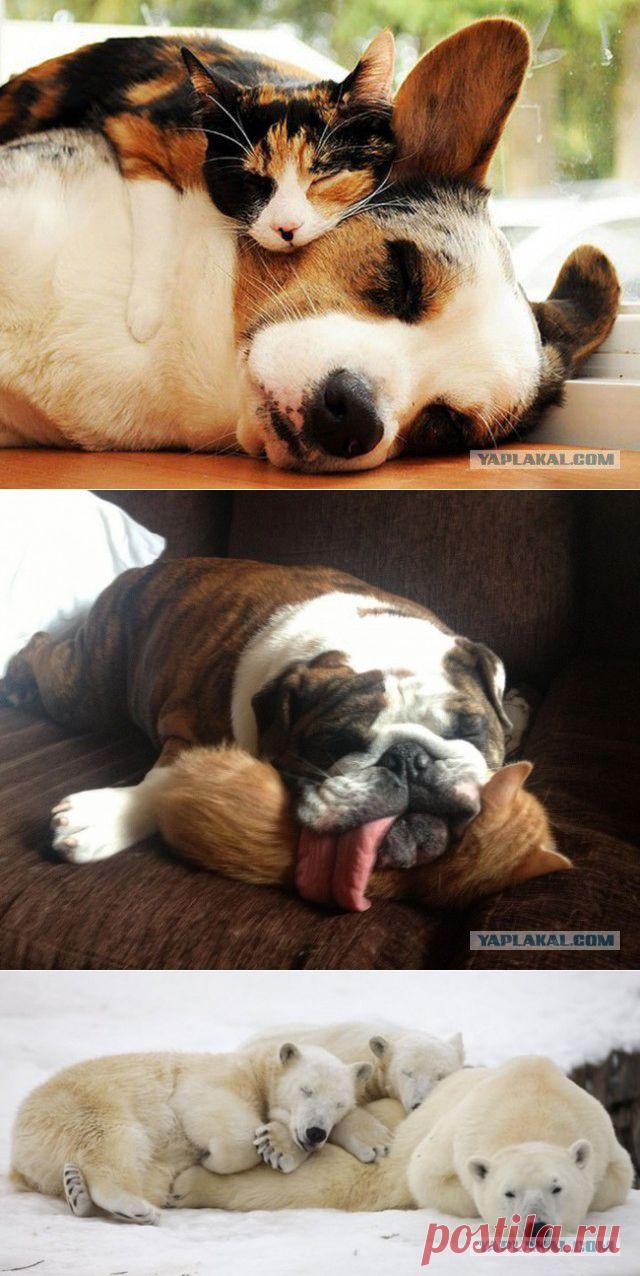 Крепких снов! | Четвероногий юмор