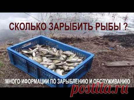 Зарыбление карася. Сколько зарыбить рыбы - YouTube