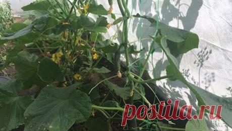 Борная Кислота - лучший эффект для урожая !!!