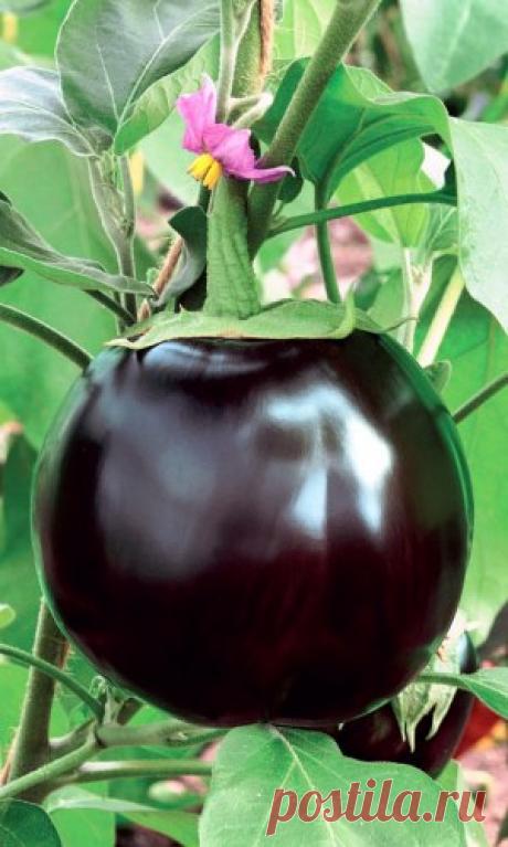 Баклажан ЧЁРНАЯ МАГИЯ F1

Высокоурожайный, раннеспелый гибрид. Плоды шарообразные, массой 400-450 г., с глянцевой чёрно-фиолетовой кожицей. Отличается своей плотной и в то же время нежной мякотью, по вкусу похожи на грибы, но за этими грибами не нужно идти в лес — они прекрасно вырастают на Вашем садовом участке. Ценность гибрида: сочетание раннеспелости и крупноплодности, отсутствие горечи в плодах, продолжительный период плодоношения. 
Цена 22.00 руб.
Фасовка 20 шт.
Купи...