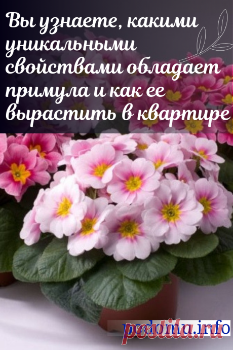 Особенности ухода за комнатной примулой в домашних условиях, пересадка, деление и выращивание #комнатныерастения #комнатныецветы #цветы #примулы#люблюцветы #цветыдома #цветокпримула #цветоводство#цветывгоршках #домашниецветы #цветочки #красота #красивыецветы #даритецветы #длядуши #примула#цвететпримула#домоводство
