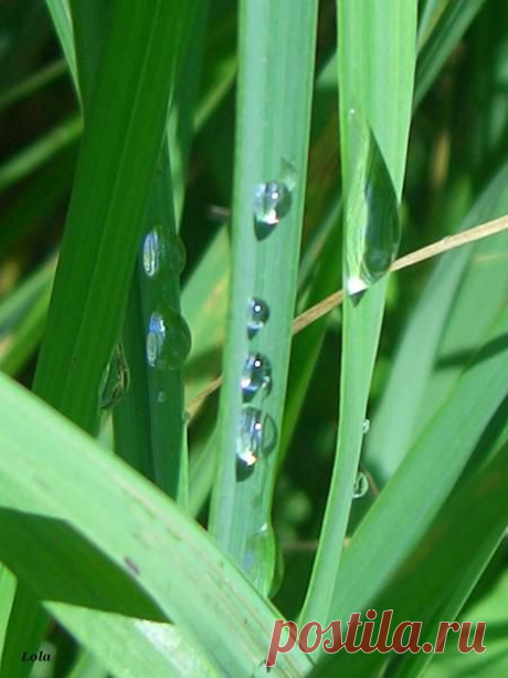 Лето | Фотографии Ксюша Ксюшина | 201 фото