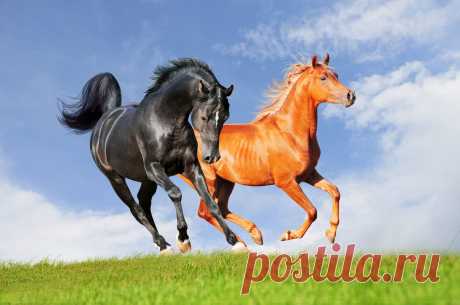 Wallpaper-Brown-And-Black-Short-Coated-Dog-Animals-Horse38-scaled.jpg (2560×1700)