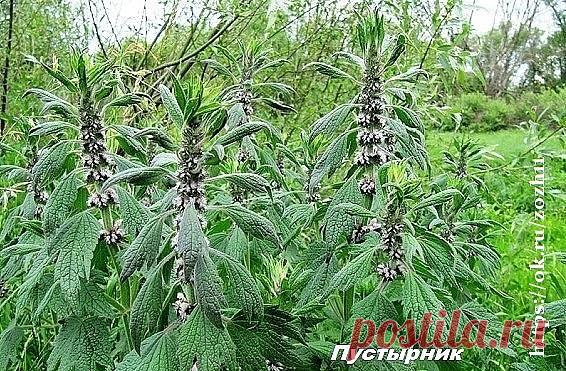 Нашёл средство,которое меня вытащило.(ИБС, аритмия, гипертония,
стенокардия, склероз аорты, клапанов, перегородки)