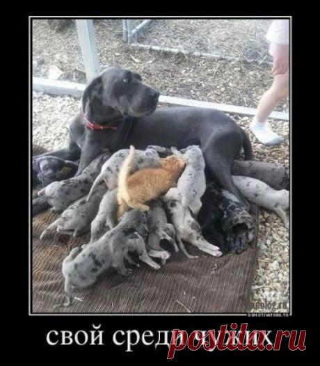 хх