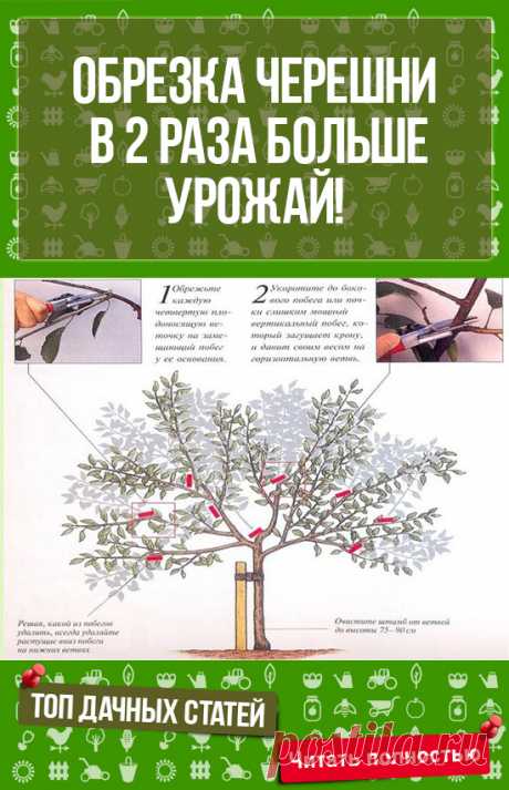 Всё о цветах и растениях у нас на сайте. ОБРЕЗКА ЧЕРЕШНИ ПО СИСТЕМЕ СТОП-ЛИДЕР: В 2 РАЗА БОЛЬШЕ УРОЖАЙ!