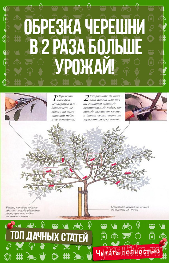 Всё о цветах и растениях у нас на сайте. ОБРЕЗКА ЧЕРЕШНИ ПО СИСТЕМЕ СТОП-ЛИДЕР: В 2 РАЗА БОЛЬШЕ УРОЖАЙ!