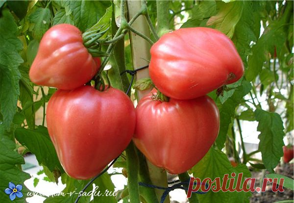 крупный урожай томатов в саду