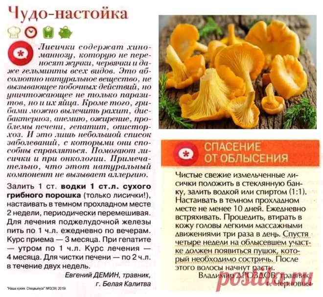 Грибы лисички - лечебные свойства