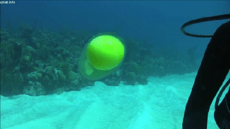 Вы  должны увидеть эти образовательные анимации (20 gif)