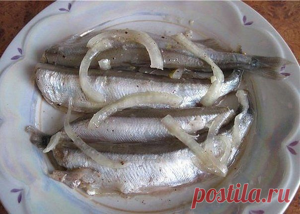 АНЧОУСЫ ИЗ МОЙВЫ