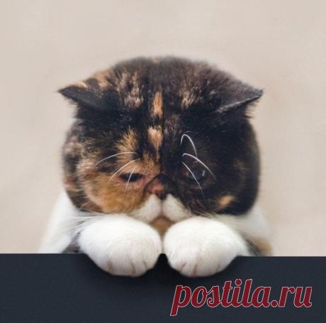 Запись на стене #МБК_полезно_знать🐈10 ПРИЧИН ,ПО КОТОРЫМ ГАДИТ КОШКА Если кошка перестает ходить в лоток, это может довести даже самого терпеливого хозяина до отчаяния. Испорчены вещи, по квартире запах, а «сюрпризы» обнаруживаются порой в самых неожиданных местах – на кроватях, в ботинках и т.д.  Многие тут же начинают принимать карательные и запретительные меры. Тыкают мордочкой, шлепают, ругают, брызгают водой и т.д. – на что хватит собственной фант...