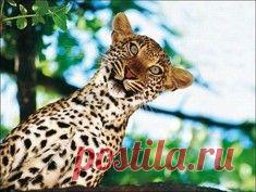 Кошмар в зеркале, или что увидел кот / Surfingbird знает всё, что ты любишь