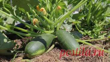 Простая подкормка для кабачков а урожай девать некуда. Чем подкормить кабачки летом? Лучшее удобрение. | Сад огород life | Дзен