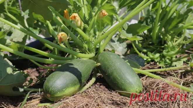 Простая подкормка для кабачков а урожай девать некуда. Чем подкормить кабачки летом? Лучшее удобрение. | Сад огород life | Дзен