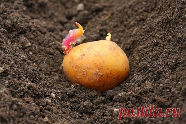 УДАЧНЫЙ СТАРТ - ПОДКОРМКА КАРТОФЕЛЯ ПРИ ПОСАДКЕ - Садоводка