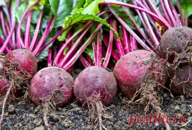 Удобрить землю золой: как сеять свеклу, чтобы собрать крупные и сочные клубни