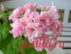 Aneleflora: пеларгонии