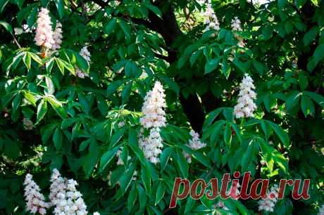 Лекарственное растение Конский каштан обыкновенный (Aesculus hippocastanum). Мощное дерево высотой 15-30 м с серо-коричневой корой, которая у взрослых деревьев отслаивается тонкими чешуйками. Дерево сильно разветвленное, крона высокая сводчатая. Листья длинночерешковые, пальчатые, 5-7-раздельные, листочки обратнояйцевидные, к основанию клиновидно сужающиеся, неравномерно-пильчатые, длиной до 25 см. Крупные почки смолисто-клейкие. Белые цветки с желтыми и красными пятнами.