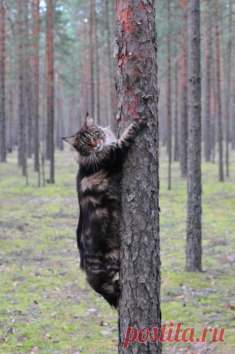 Коты породы мейн-кун