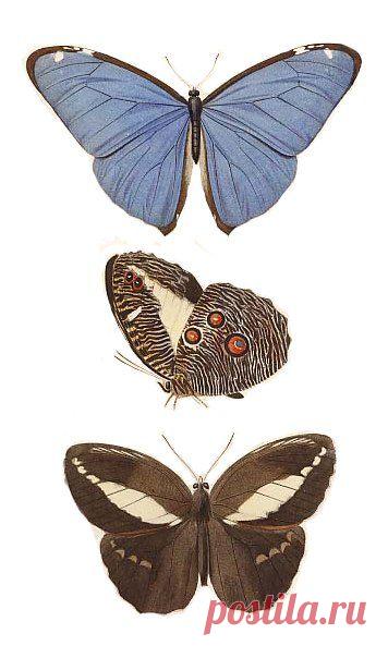 Картинки для творчества | 1 772 фотографии | ВКонтакте