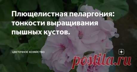Плющелистная пеларгония: тонкости выращивания пышных кустов. Статья автора «Цветочное хозяйство» в Дзене ✍: Выращиванием пеларгонии я занялась не так давно, всего года четыре назад. Раньше относилась к ней как-то равнодушно.