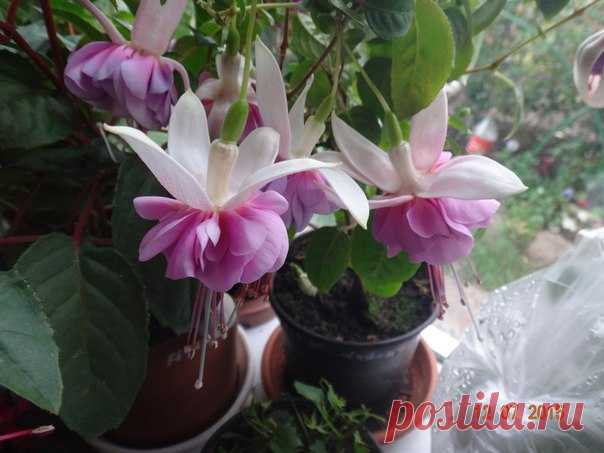 фуксия Blush of Dawn, Martin, 1962 USA. Полуампельная форма. Чашелистики белые, юбочка пышная, махровая, нежно-сиреневого цвета. Цветы крупные. Моя красавица.Ленинградская область . Синявино.