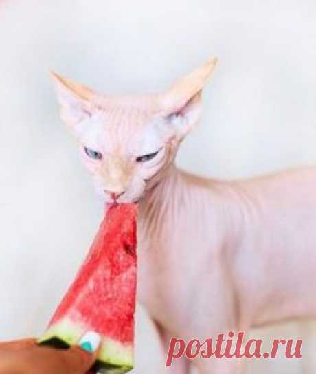Sphynx Kitty